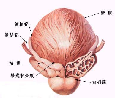 睾丸炎是由什么引起的？